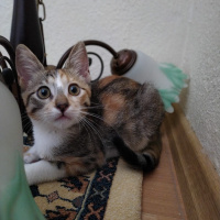 Tekir Kedi, Kedi Makbuş fotoğrafı