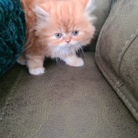 İran Kedisi (Persian), Kedi Meşmiş fotoğrafı