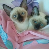 Siyam Kedisi, Kedi ALFA VE ALFİN fotoğrafı