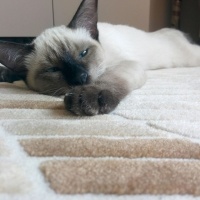 Siyam Kedisi, Kedi ALFA VE ALFİN fotoğrafı