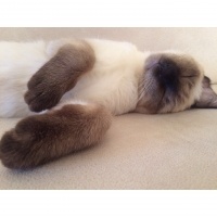 Siyam Kedisi, Kedi ALFA VE ALFİN fotoğrafı