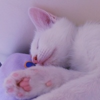 Ankara Kedisi, Kedi Şirin fotoğrafı