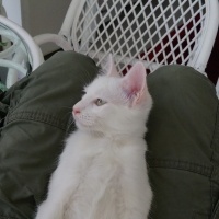 Ankara Kedisi, Kedi Şirin fotoğrafı