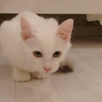 Ankara Kedisi, Kedi Şirin fotoğrafı