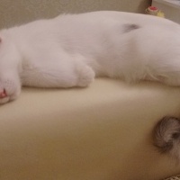 Ankara Kedisi, Kedi Şirin fotoğrafı