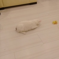 Ankara Kedisi, Kedi Şirin fotoğrafı