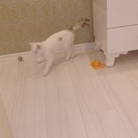 Ankara Kedisi, Kedi Şirin fotoğrafı