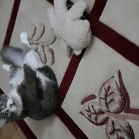 Ragamuffin, Kedi Puffy fotoğrafı