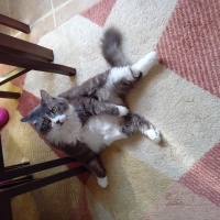 Ragamuffin, Kedi Puffy fotoğrafı