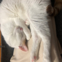 Tekir Kedi, Kedi Karius fotoğrafı