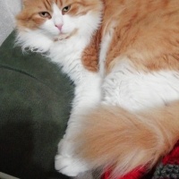 Norwegian Forest, Kedi Rıfkı fotoğrafı