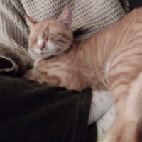 Sarman, Kedi Smyrna fotoğrafı