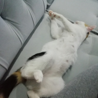 Tekir Kedi, Kedi Bade fotoğrafı