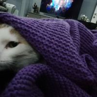 Tekir Kedi, Kedi Bade fotoğrafı