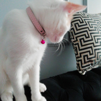 Tekir Kedi, Kedi Bade fotoğrafı