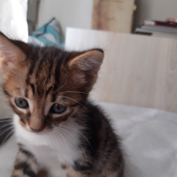 Tekir Kedi, Kedi çok sevimli iki yavru yuva arıyorlar fotoğrafı