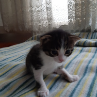 Tekir Kedi, Kedi çok sevimli iki yavru yuva arıyorlar fotoğrafı