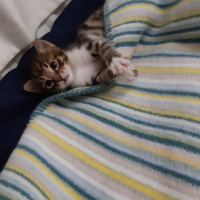 Tekir Kedi, Kedi çok sevimli iki yavru yuva arıyorlar fotoğrafı