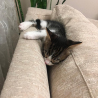 Tekir Kedi, Kedi çok sevimli iki yavru yuva arıyorlar fotoğrafı