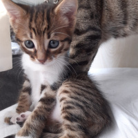 Tekir Kedi, Kedi çok sevimli iki yavru yuva arıyorlar fotoğrafı