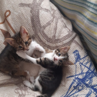 Tekir Kedi, Kedi çok sevimli iki yavru yuva arıyorlar fotoğrafı