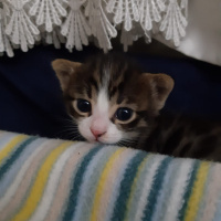 Tekir Kedi, Kedi çok sevimli iki yavru yuva arıyorlar fotoğrafı