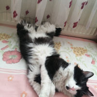 Tekir Kedi, Kedi Ricardo fotoğrafı