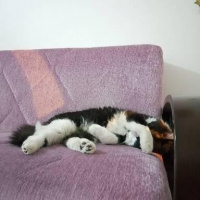 Tekir Kedi, Kedi Ricardo fotoğrafı