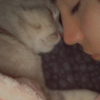 British Shorthair, Kedi Leo fotoğrafı