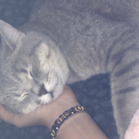 British Shorthair, Kedi Leo fotoğrafı