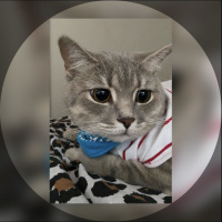 British Shorthair, Kedi Leo fotoğrafı