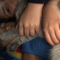 British Shorthair, Kedi Leo fotoğrafı