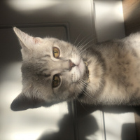 British Shorthair, Kedi Leo fotoğrafı