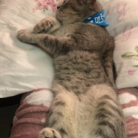 British Shorthair, Kedi Leo fotoğrafı