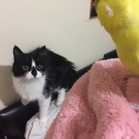 Tuxedo (Smokin) Kedi, Kedi mişa fotoğrafı