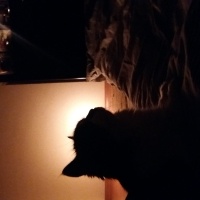 Tuxedo (Smokin) Kedi, Kedi mişa fotoğrafı