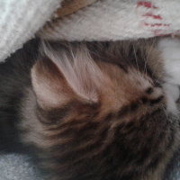 Tekir Kedi, Kedi Kadife fotoğrafı