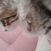 Tekir Kedi, Kedi Kadife fotoğrafı