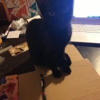 Tekir Kedi, Kedi salem fotoğrafı