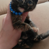 Tekir Kedi, Kedi maya fotoğrafı