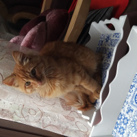 Sarman, Kedi Mars fotoğrafı