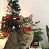 Tekir Kedi, Kedi Orçun fotoğrafı