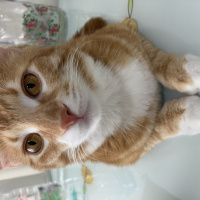 Sarman, Kedi Leo fotoğrafı