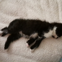 Bombay, Kedi Nodül fotoğrafı