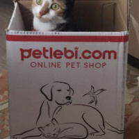 Tekir Kedi, Kedi AHU fotoğrafı