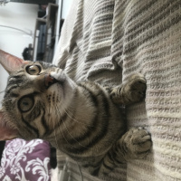 Tekir Kedi, Kedi Feri fotoğrafı