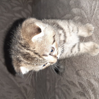 Scottish Fold, Kedi Scodish fotoğrafı