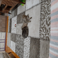 Scottish Fold, Kedi Scodish fotoğrafı