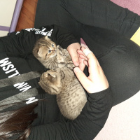 Scottish Fold, Kedi Scodish fotoğrafı