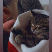 Tekir Kedi, Kedi Gastro fotoğrafı